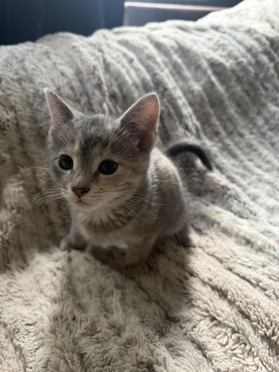 Siamese Persian Mix photo 1