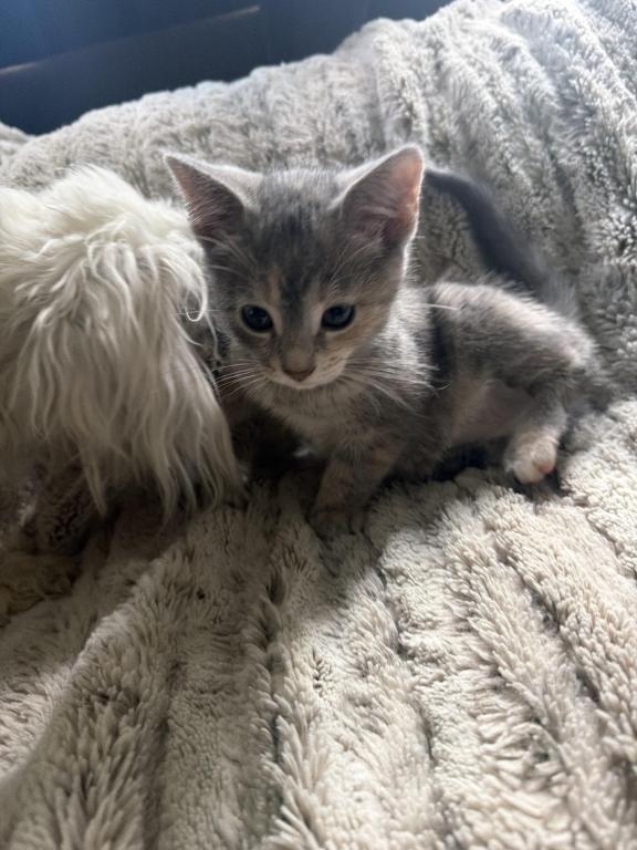 Siamese Persian Mix photo 4