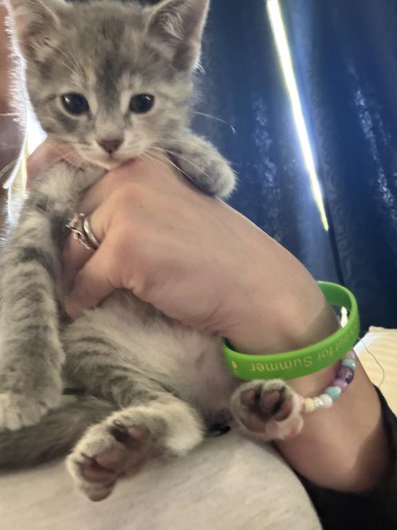 Siamese Persian Mix photo 2