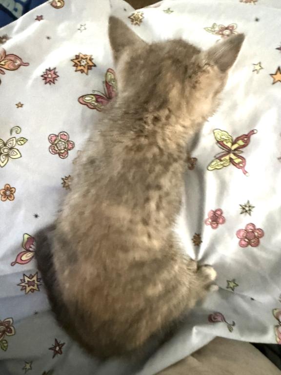 Siamese Persian Mix photo 3