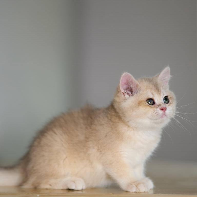 Biscuit photo 3