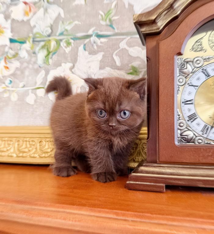 BRITISH SHORTHAIR KITTENS CHOCOLATE BOY photo 2