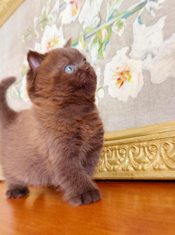BRITISH SHORTHAIR KITTENS CHOCOLATE BOY photo 3