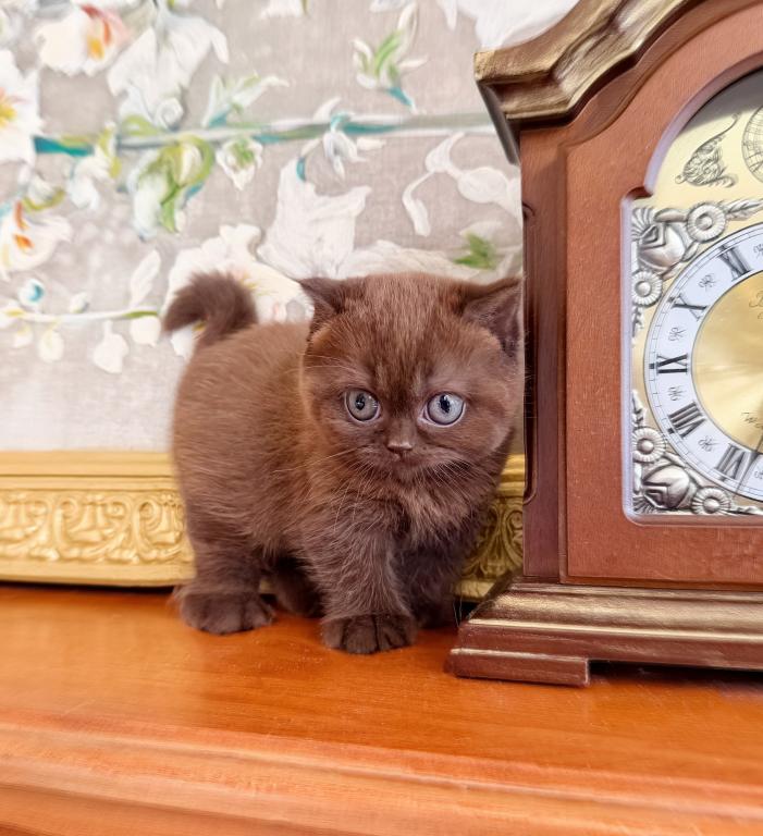 BRITISH SHORTHAIR KITTENS CHOCOLATE BOY photo 1