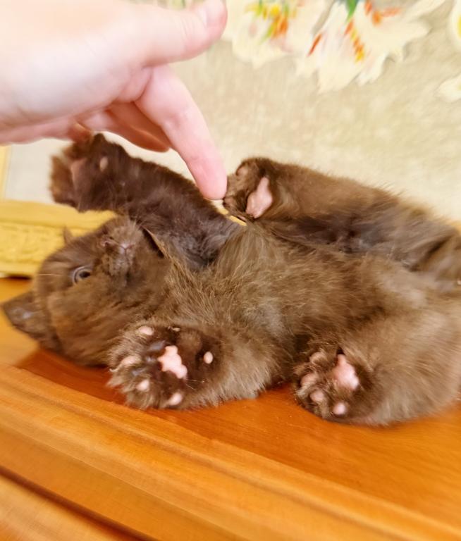 BRITISH SHORTHAIR KITTENS CHOCOLATE BOY photo 4