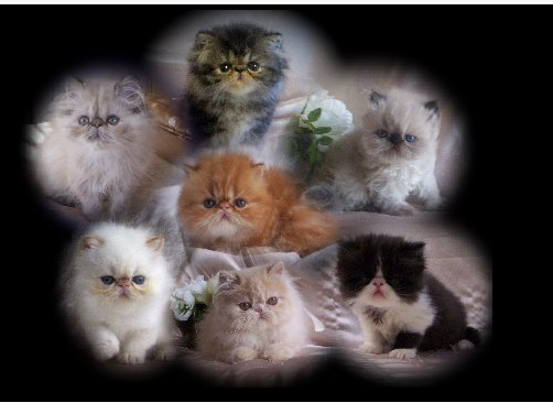 Sunshinezzz Persians & Himalayans photo 1