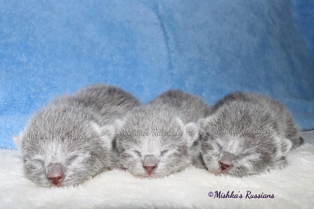 Russian Blue Kittens