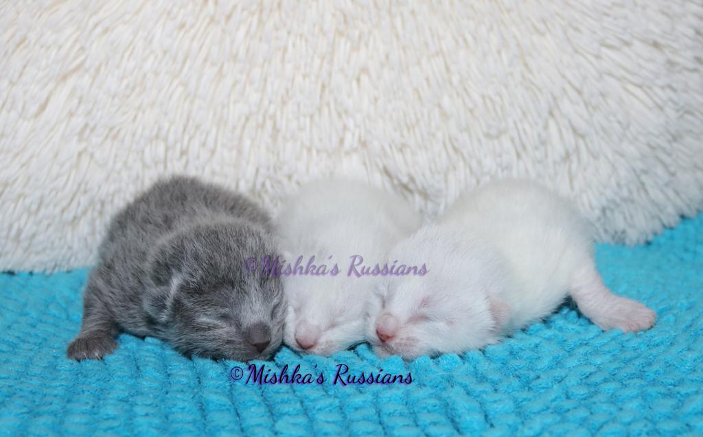 Russian White Kittens