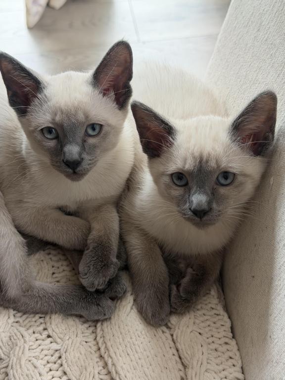 Siamese Lilac Point Bobtail