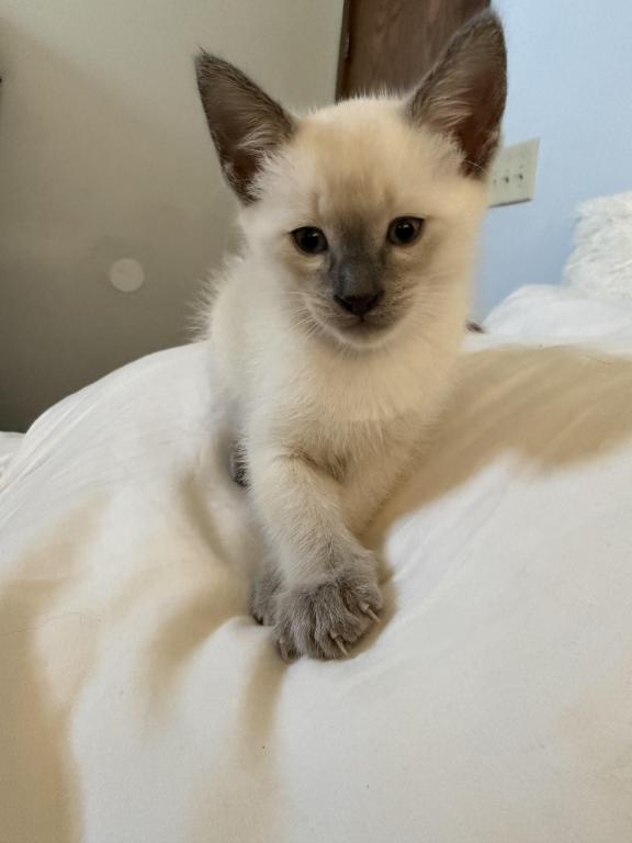 Siamese Lilac Point