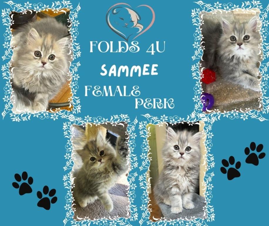 Sammee photo 2