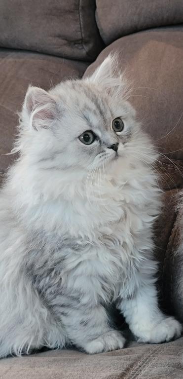 Shaded Silver Babies photo 4