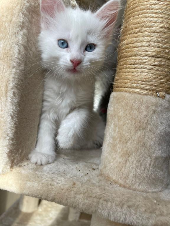 Past Turkish Angora Kitties photo 12