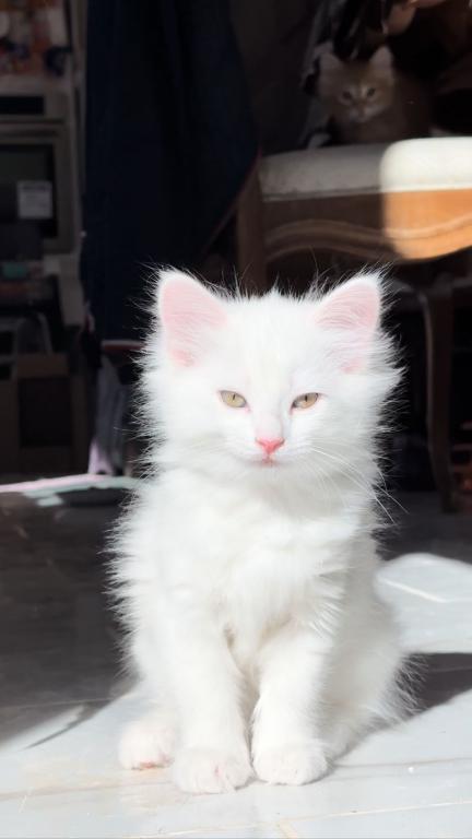 Past Turkish Angora Kitties photo 2