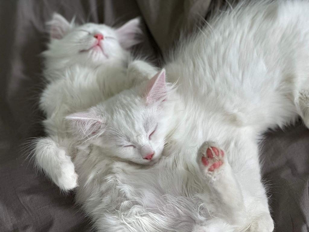Past Turkish Angora Kitties photo 7