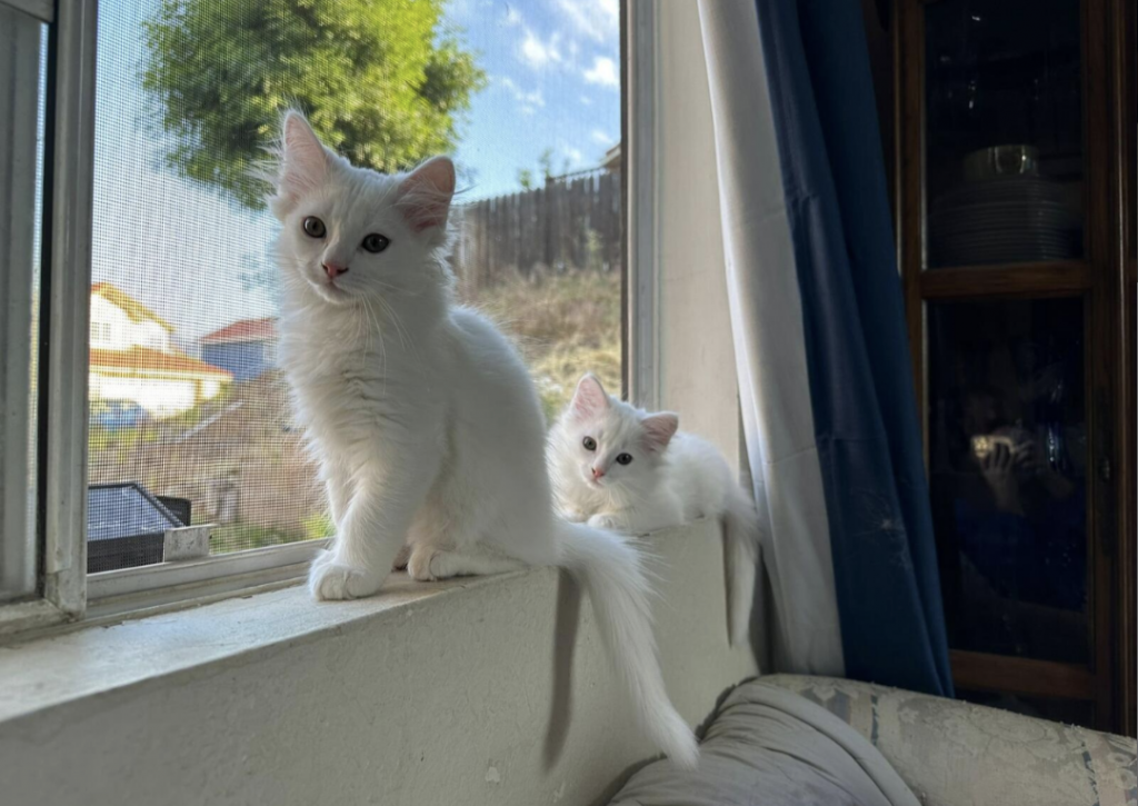 Past Turkish Angora Kitties photo 17