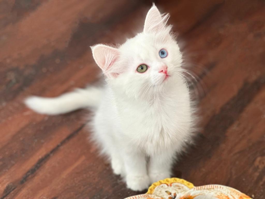 Past Turkish Angora Kitties photo 4