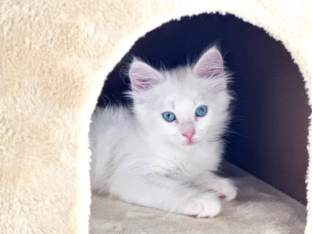 Past Turkish Angora Kitties photo 13