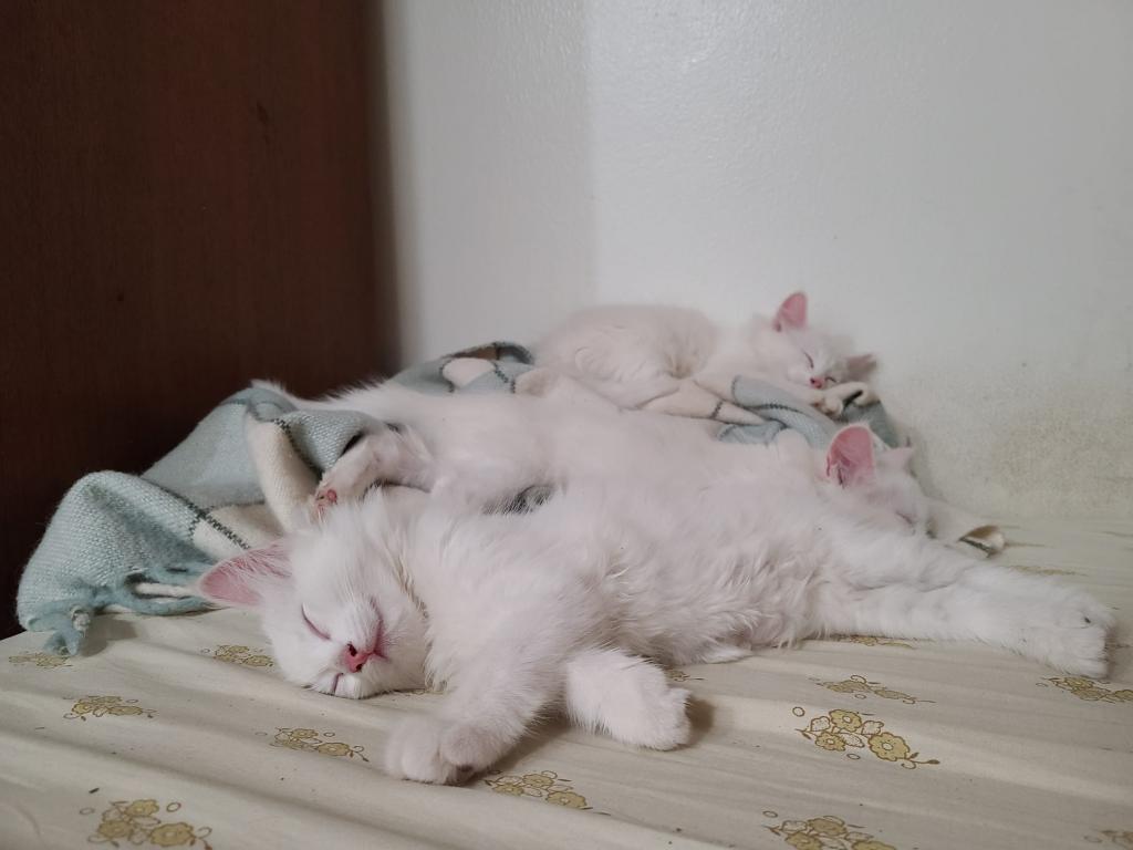 Past Turkish Angora Kitties photo 16
