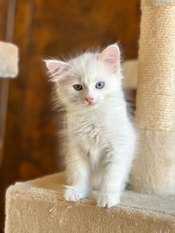 Past Turkish Angora Kitties photo 15