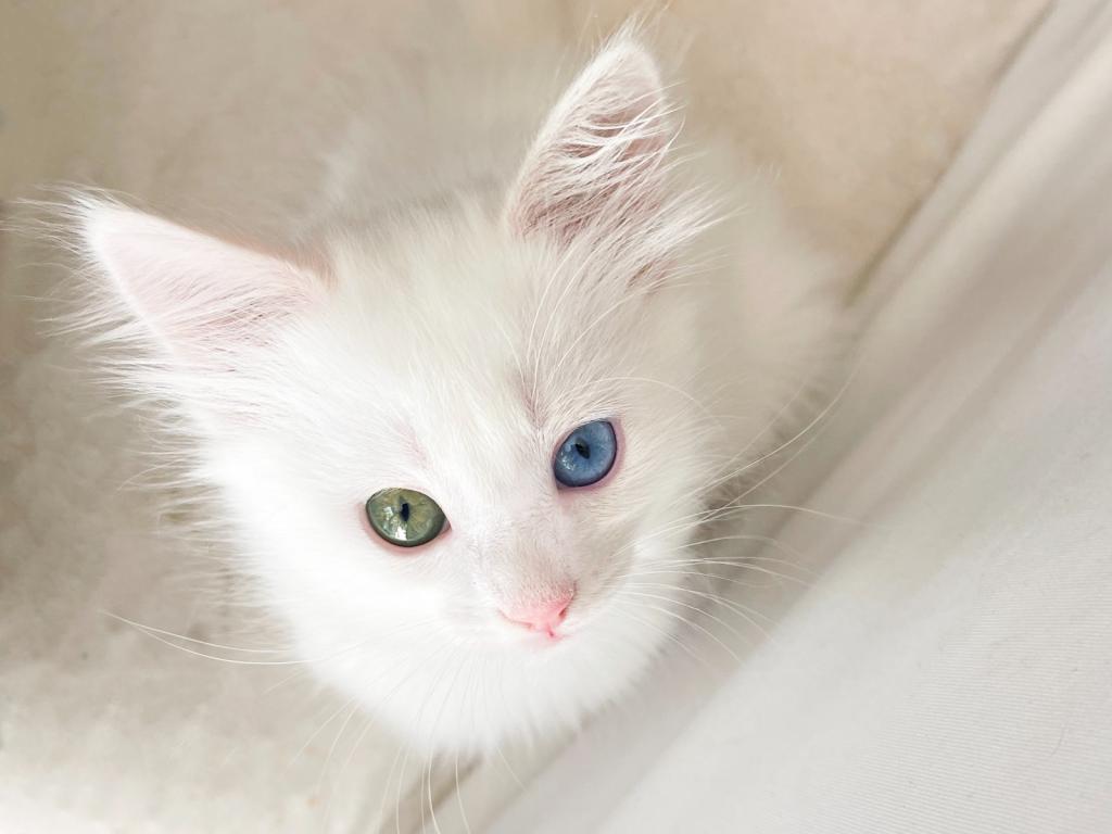 Past Turkish Angora Kitties photo 5