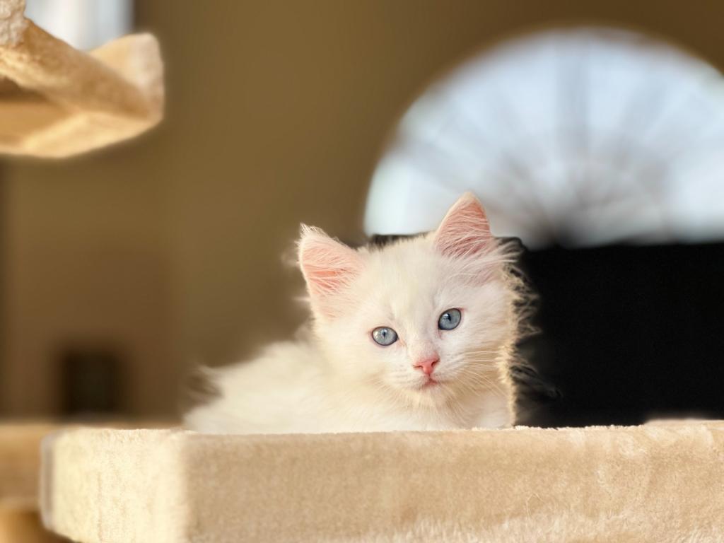 Past Turkish Angora Kitties photo 14