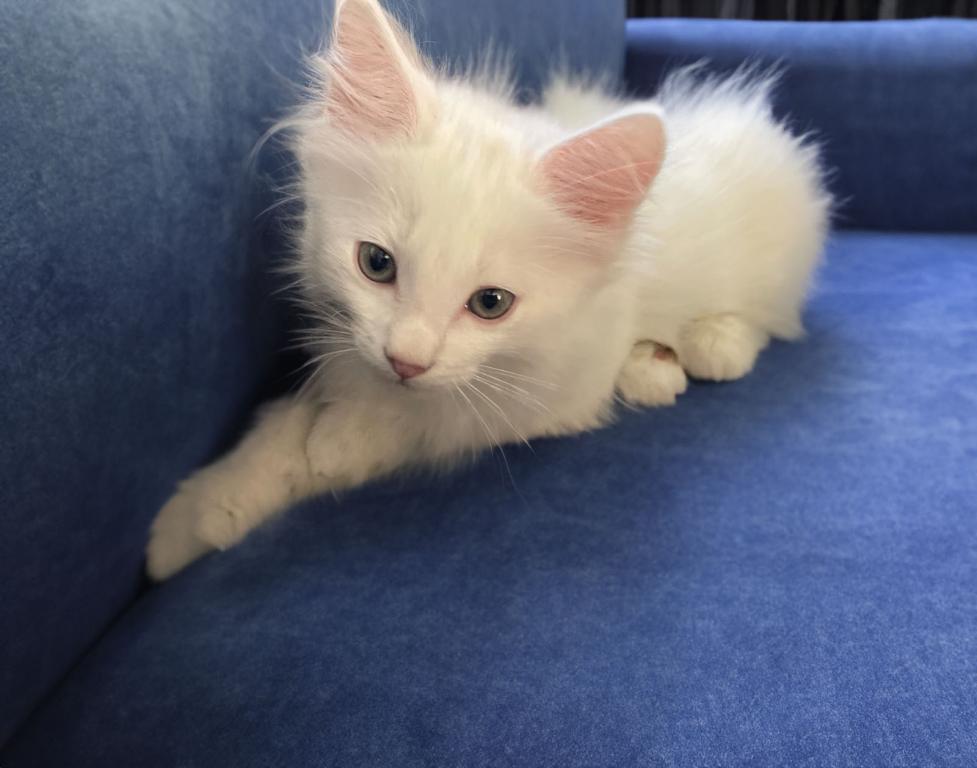 Past Turkish Angora Kitties photo 9