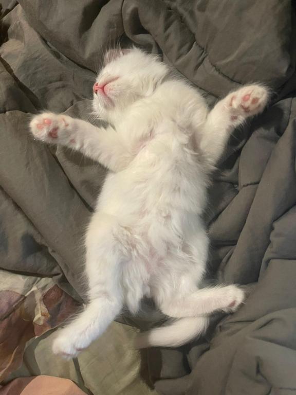 Past Turkish Angora Kitties photo 3