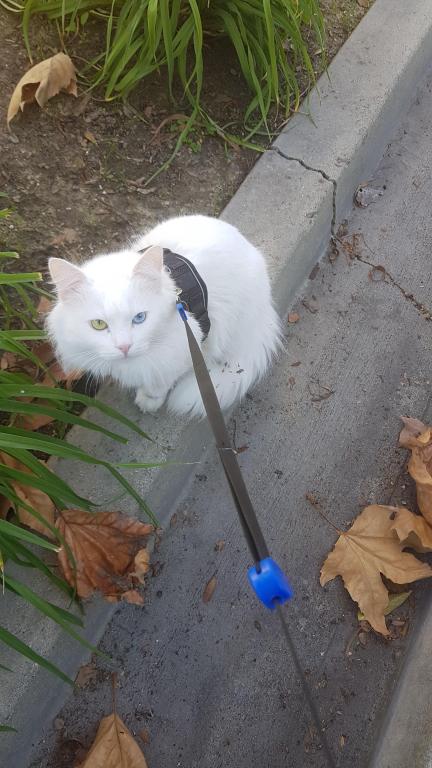 Past Turkish Angora Kitties photo 10