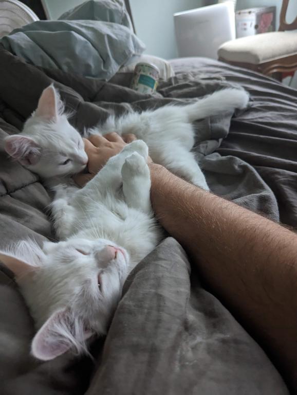 Past Turkish Angora Kitties photo 8