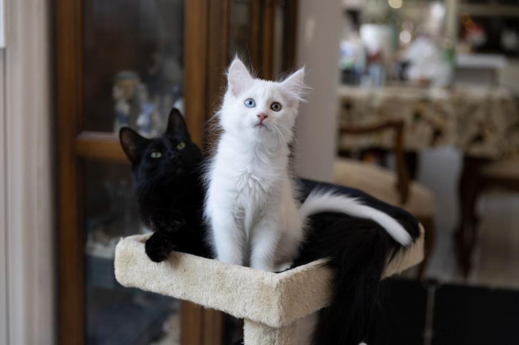 Past Turkish Angora Kitties photo 11