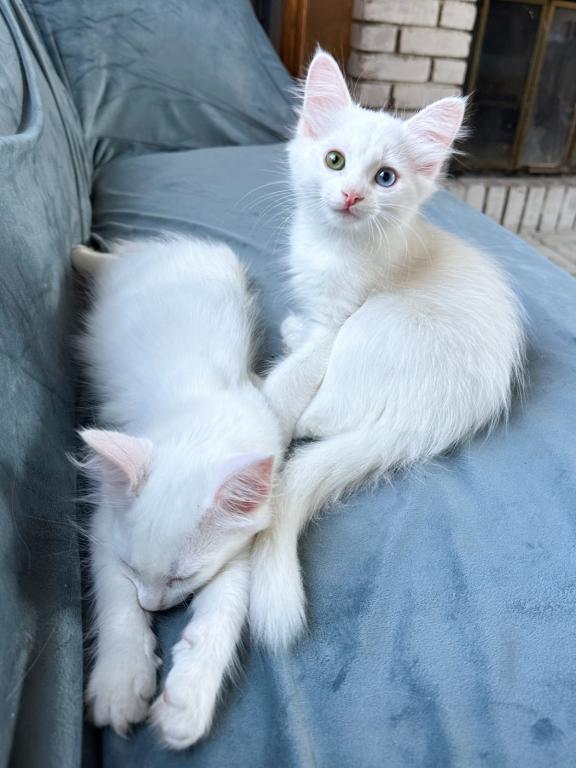 Past Turkish Angora Kitties photo 6