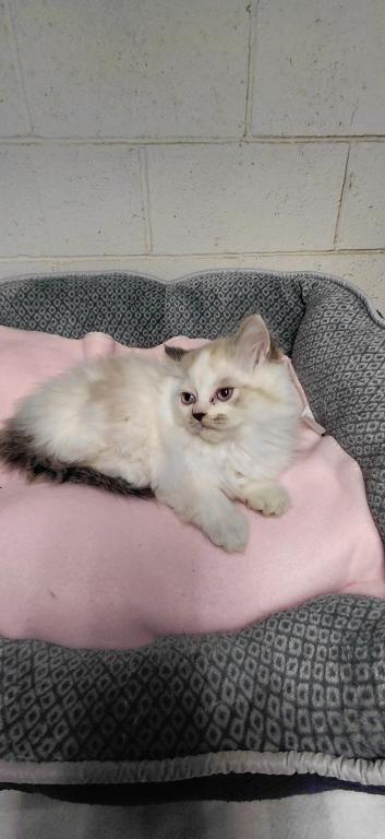 Ragdoll Kittens