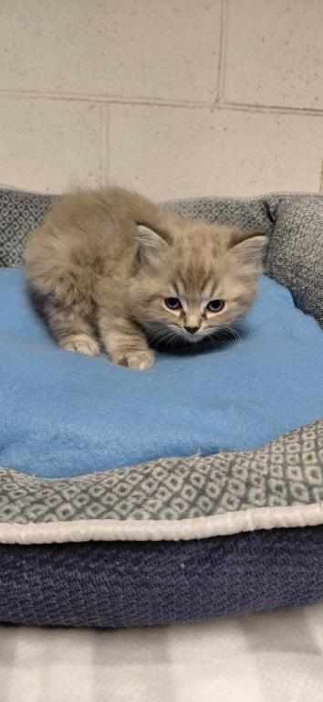 Ragdoll Kittens