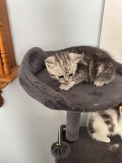 Teddy photo 2