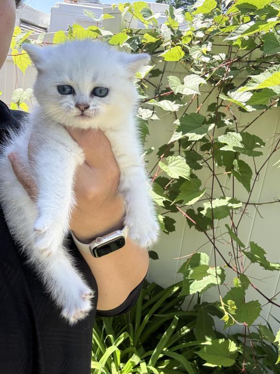 British Kittens New