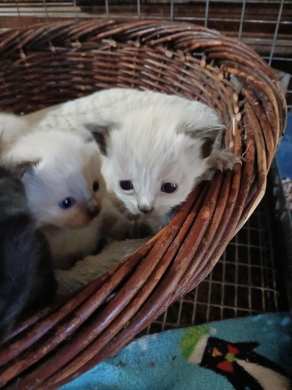 PRECIOUS BABY CAT