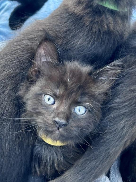 Mainecoon X Ragdoll Purrfection