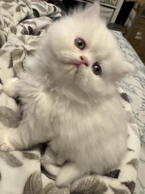 Selkirk Rex Kittens photo 2
