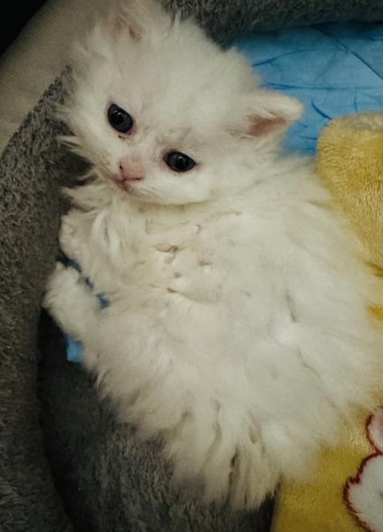 Selkirk Rex Kittens photo 3