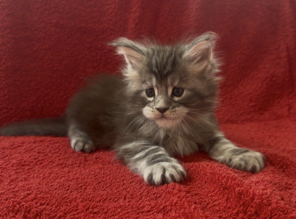 Breeder photo 4