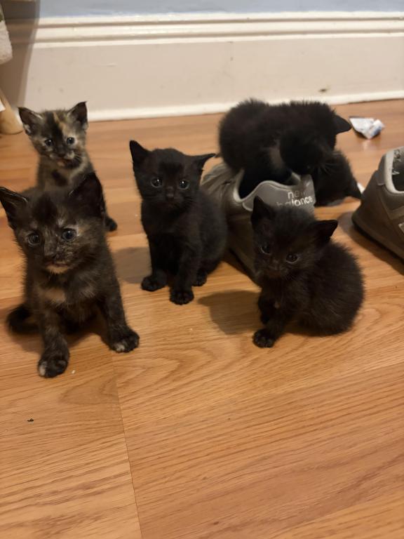 Kitten Litter