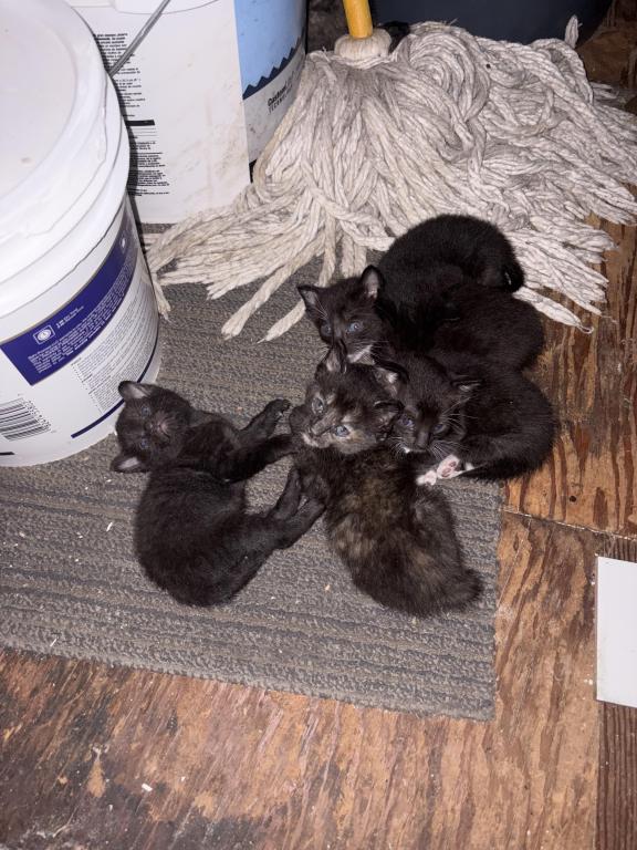 Kitten Litter photo 2