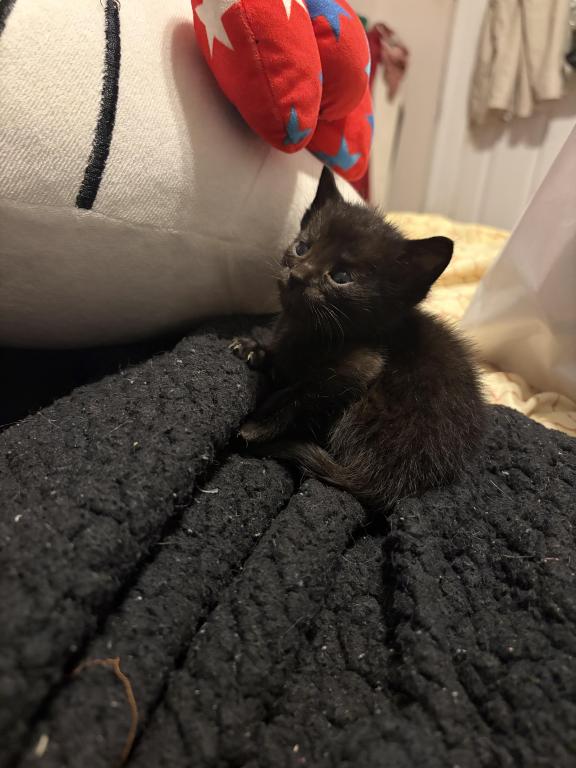 Kitten Litter photo 4