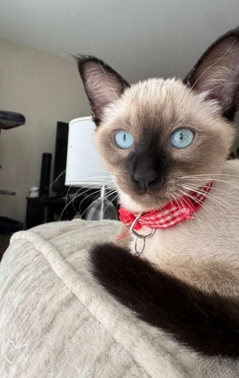 ONE FEMALE CHOCOLATE POINT SIAMESE
