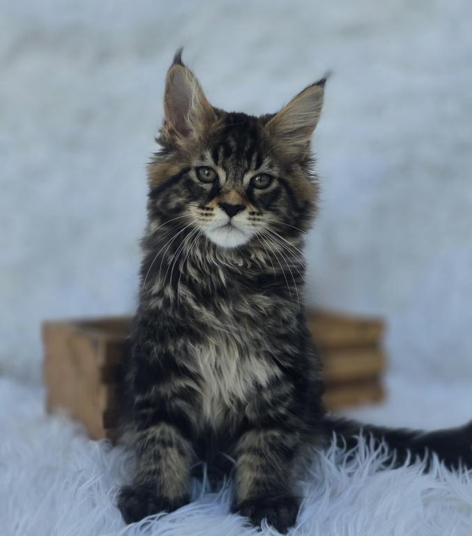Leo