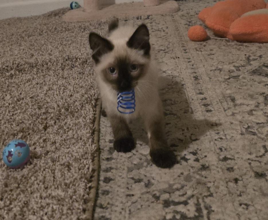 Seal Point Balinese Kitten