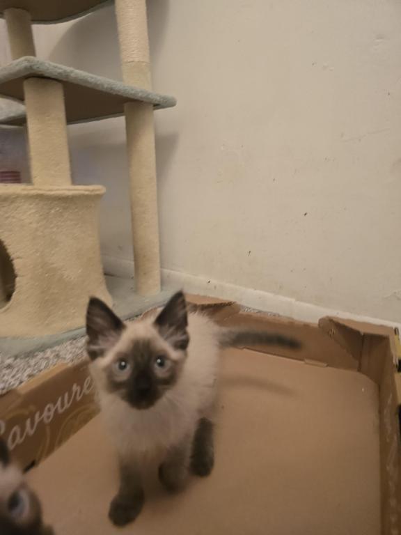 Seal Point Balinese Kitten photo 3