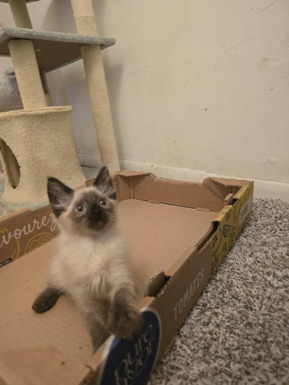 Seal Point Balinese Kitten photo 2