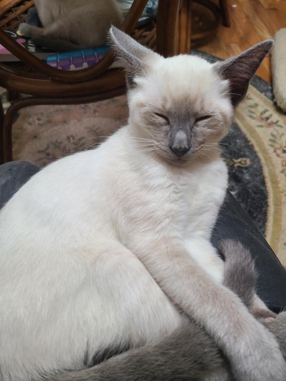 Siamese Cattery Reduction Sale